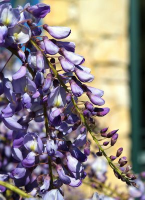 Wisteriaby photophile