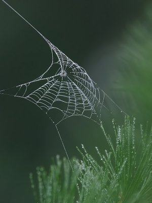 Dew on the Webby JudyJo