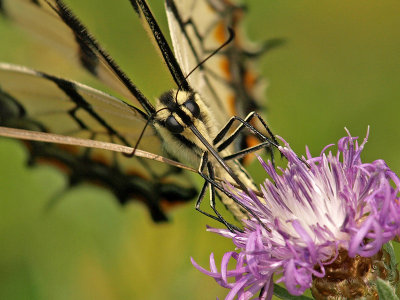 Tiger Swallowtailby David Williams (Drummer)