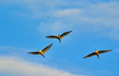 Cattle Egrets in Flight by John C