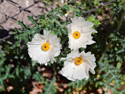 Prickly Poppies by waynecam