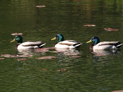 3 Ducks in a Row by Digirame