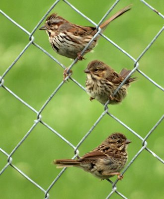 Sparrow Trifecta by cathywaters