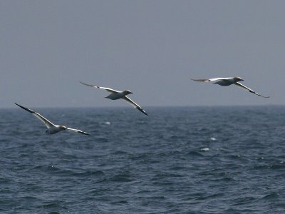Gannets in Flight by snowspond