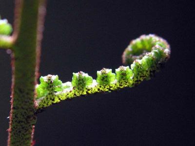 Fern Frondby bugzapped