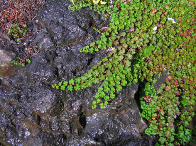 Wet rockby Lois Ann