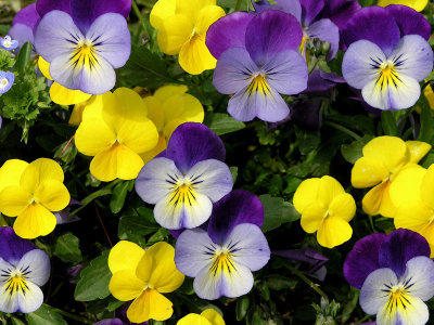 Hi... Here is my favorite shot with c-8080.
Title: Spring Colors.
Best wishes!