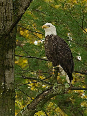 We came upon this beautiful eagle sitting in the middle of the road eating. When we approached, it flew up into a pine tree. Luckily, I had my camera with me and had just gotten a new lens, Sigma 170-500. This was a great chance to try it out and the eagle posed very nicely for me. I especially liked the background of green pine needles and yellow leaves.