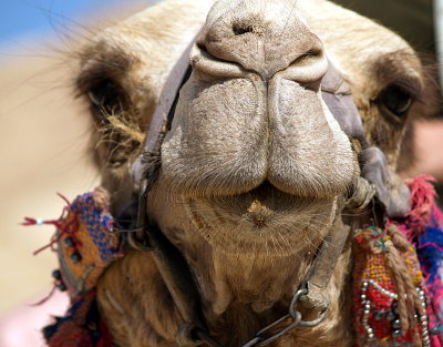 Here is my favorite -- The kiss of Shushu the camel