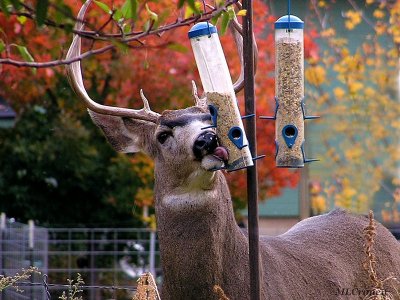 Ok the Deer at the Feeder one ... only cause it is sooo humorous and that is the one that made the front page of the newspaper.. I still get alot of people around town talking about that picture ... they love it .. and one lady has it cut out and up on her fridge ...lol..