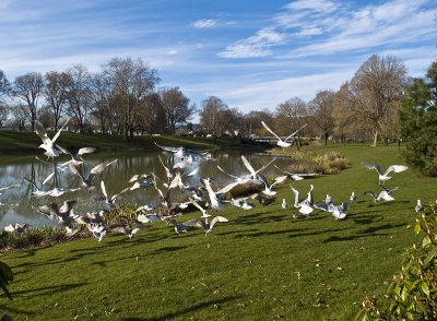 Seagulls in Flight by Lois Ann
