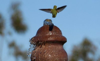 The Hummingbird by Dan Bingley