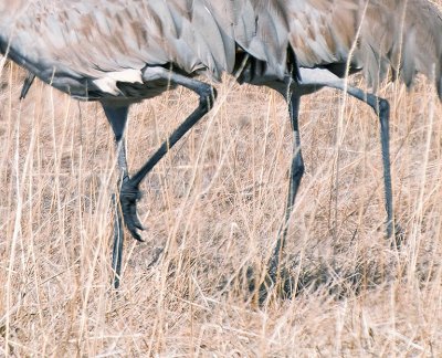 Crane Legs by KimR