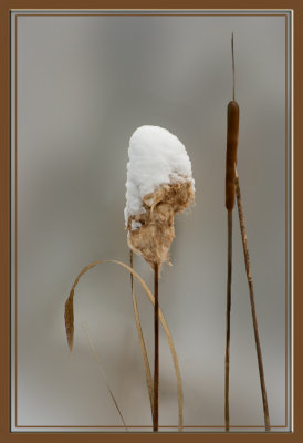Snowy Cattail by Judyjo