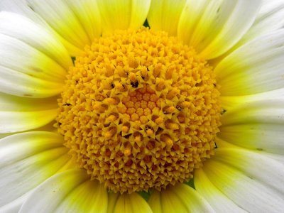 Yellow Centre by photophile