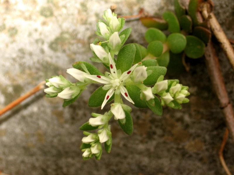 Rock flowers