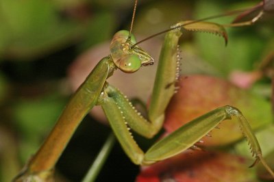 Mantis and elkhorn 008p_edited-1.jpg