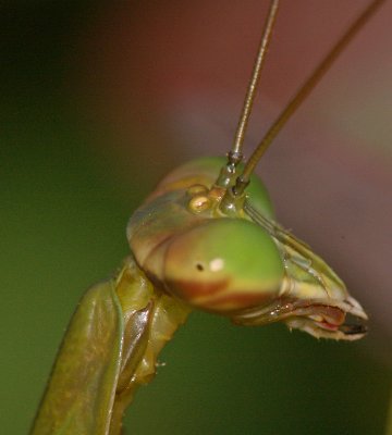 Mantis and elkhorn 014p_edited-1.jpg