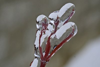 January 2009 Ice 041_edited-2.jpg