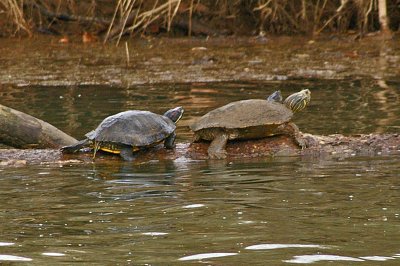 Turtles in Elkhorn Creek.