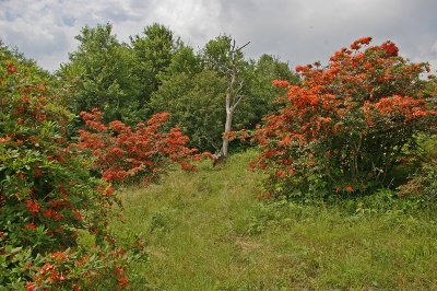 Gregory Bald wild azeleas. Smoky Mts national park