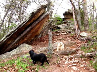 My dogs Mally and Macy enjoying the West Pinnacle trail