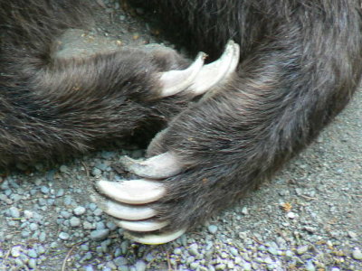 P1020079_bear claws.jpg