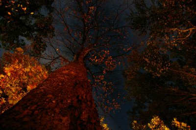 Camp fire in the forest