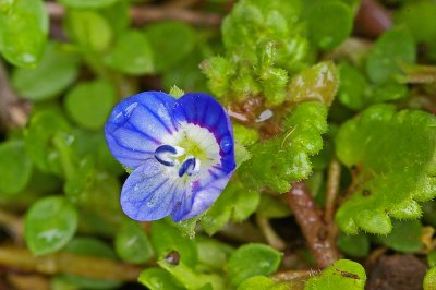 Common yard weed