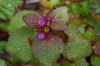 Common yard weed