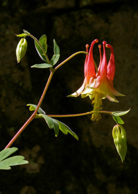 Columbine