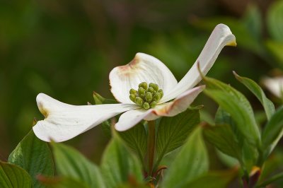 Dogwood