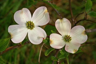 Dogwood