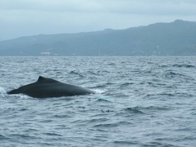 Whale Watching off the coast of Samana