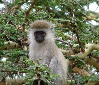 Ngorongoro Crater-The Cutest Vervet Monkey EVER