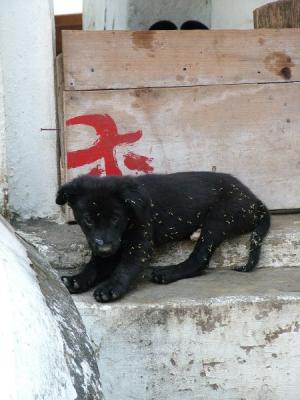 Stray puppy outside Wat Bupparam
