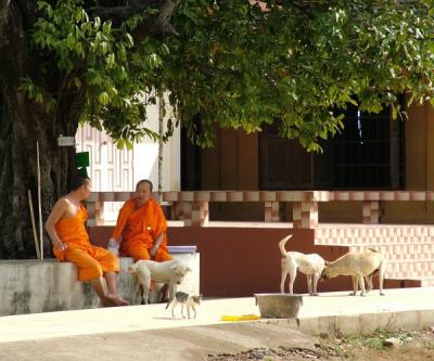 where there are monks, there are lots of animals