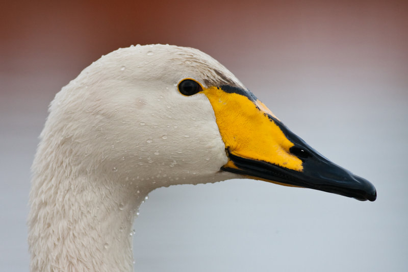 Whooper Swan