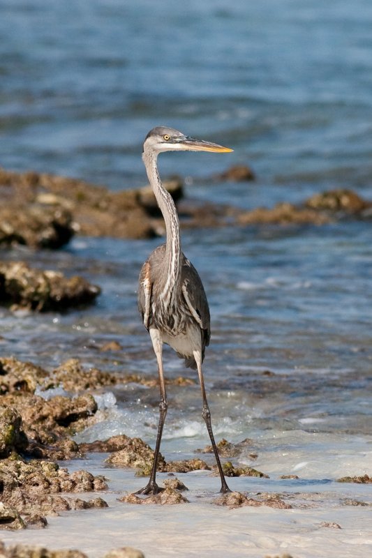 Great Blue Heron Ardea herodias