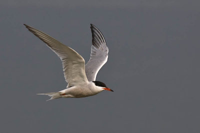 Common Tern