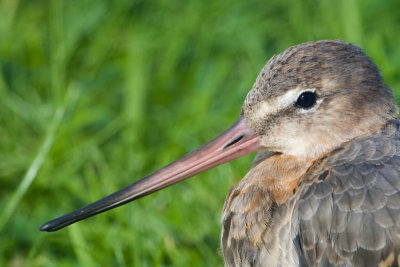 BlackTailed Godwit