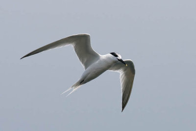 Sandwich Tern