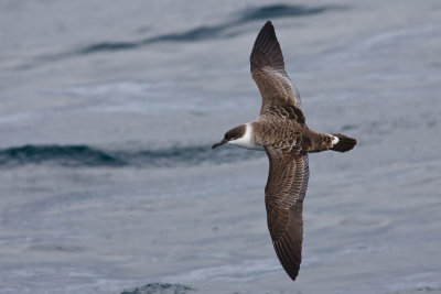 Great Shearwater