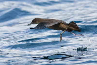 Sooty Shearwater