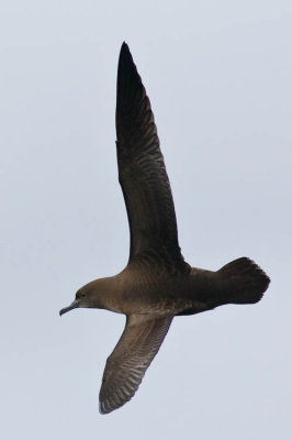 Sooty Shearwater