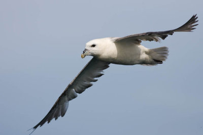 Fulmar