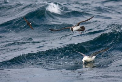 Storm Petrel Great Shearwater Fulmar