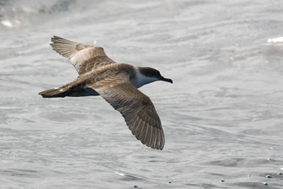 Great Shearwater