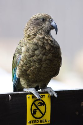 Kea outside Arthurs Pass General Store