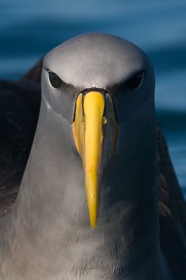 One of the two critically endangered Albatrosses on the IUCN Red List